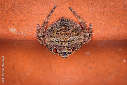 Tableau sur toile Wrap-around Spider, Hughes, ACT, January 2021