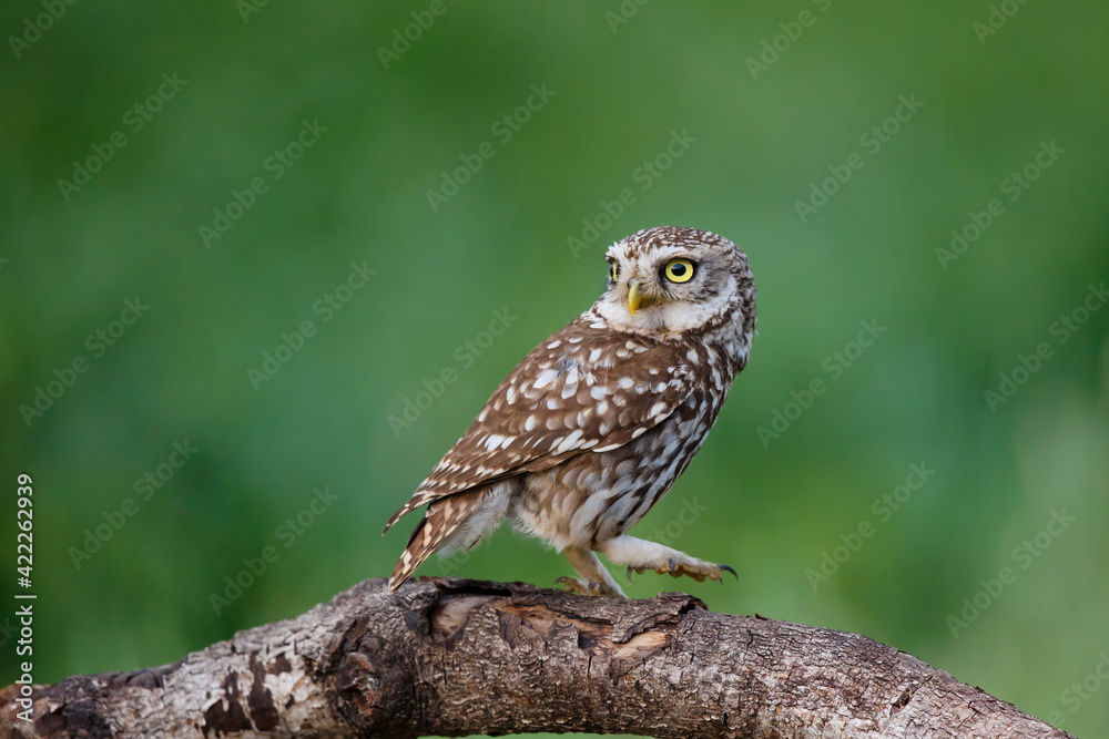 Little owl (Athene noctua) sitting on a branch in the meadows in the Netherlands with a green background Little owl (Athene noctua) sitting on a branch in the meadows in the Netherlands with a green background
