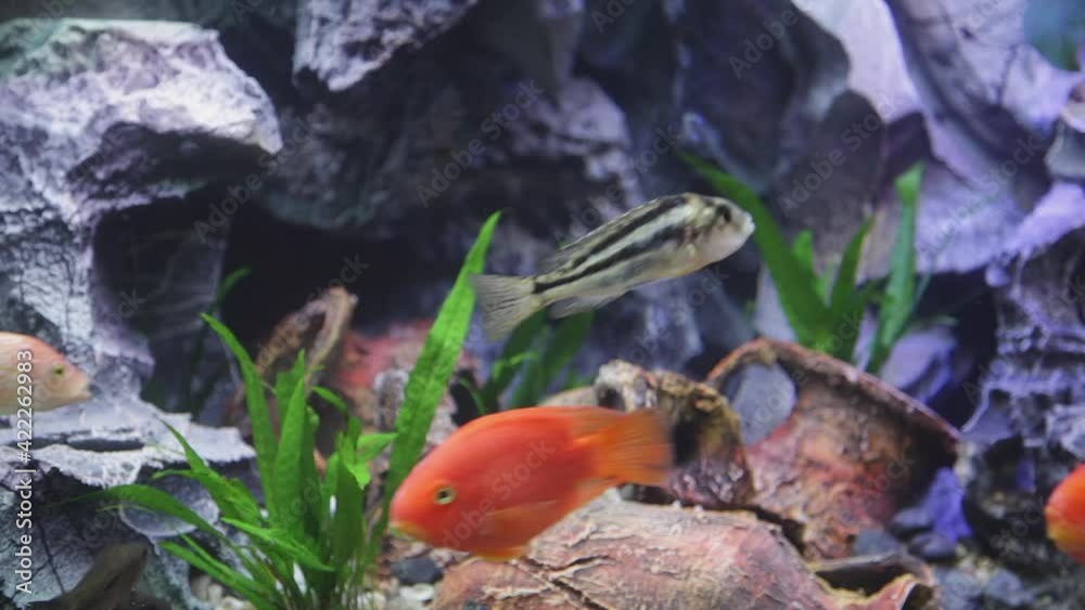 Gold Fish Tank Aquarium Underwater With Stone Rock