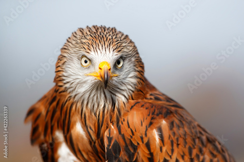 Portrait of a Red Kite (Milvus milvus) with the sky as a background