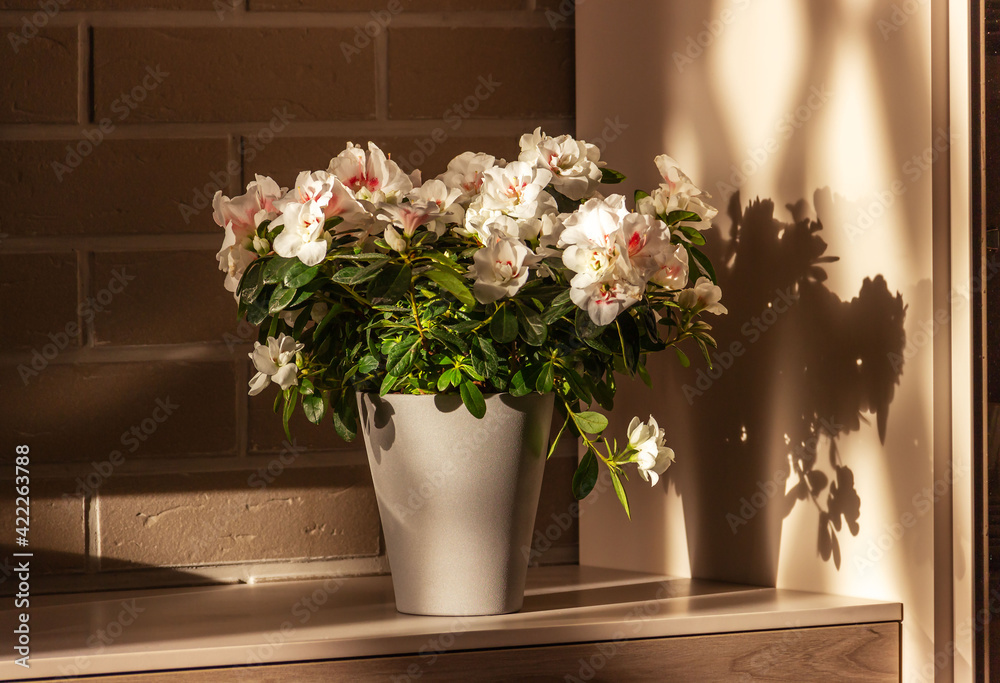 White blooming  rhododendron. Azalea in a gray flowerpot on  table indoors, against brick wall. Ornamental plants for home decoration..