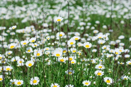 Chamomile field flowers border. Beautiful nature scene with blooming medical chamomilles in sun flare. Alternative medicine Spring Daisy. Summer flowers. Beautiful meadow. Summer background photo