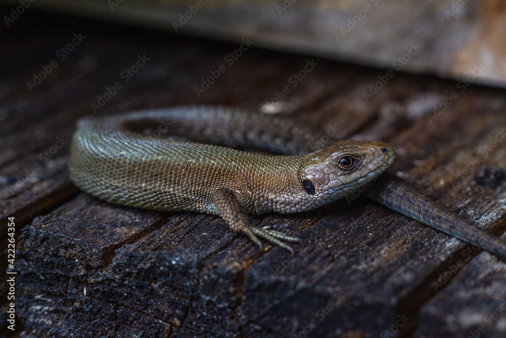 Zootoca vivipara, common lizard on a wooden surface. Reptile basks in the evening sun, close-up. Zootoca vivipara, common lizard on a wooden surface. Reptile basks in the evening sun, close-up.