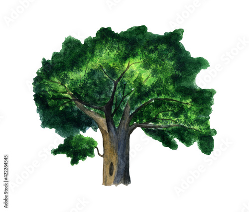 watercolor illustration of a large tree with a double and dense crown