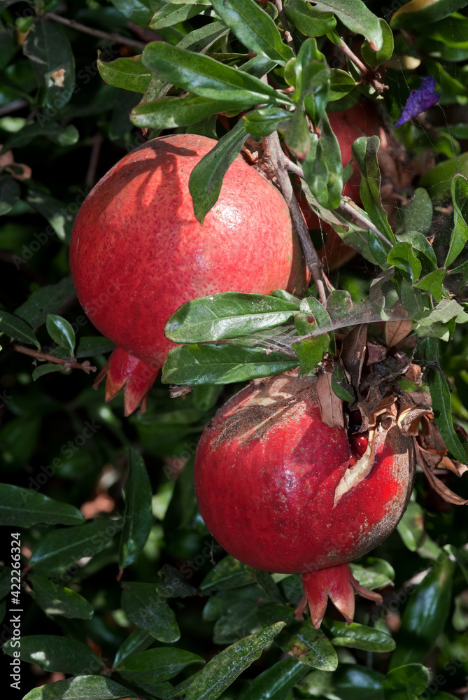 Pomegranate (Punica granatum) in orchard, Los Angeles, California, USA