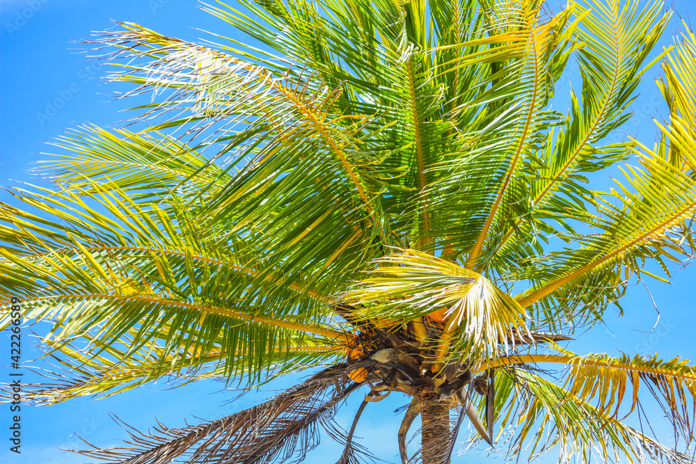 Obraz premium Cocotero en el Caribe. 