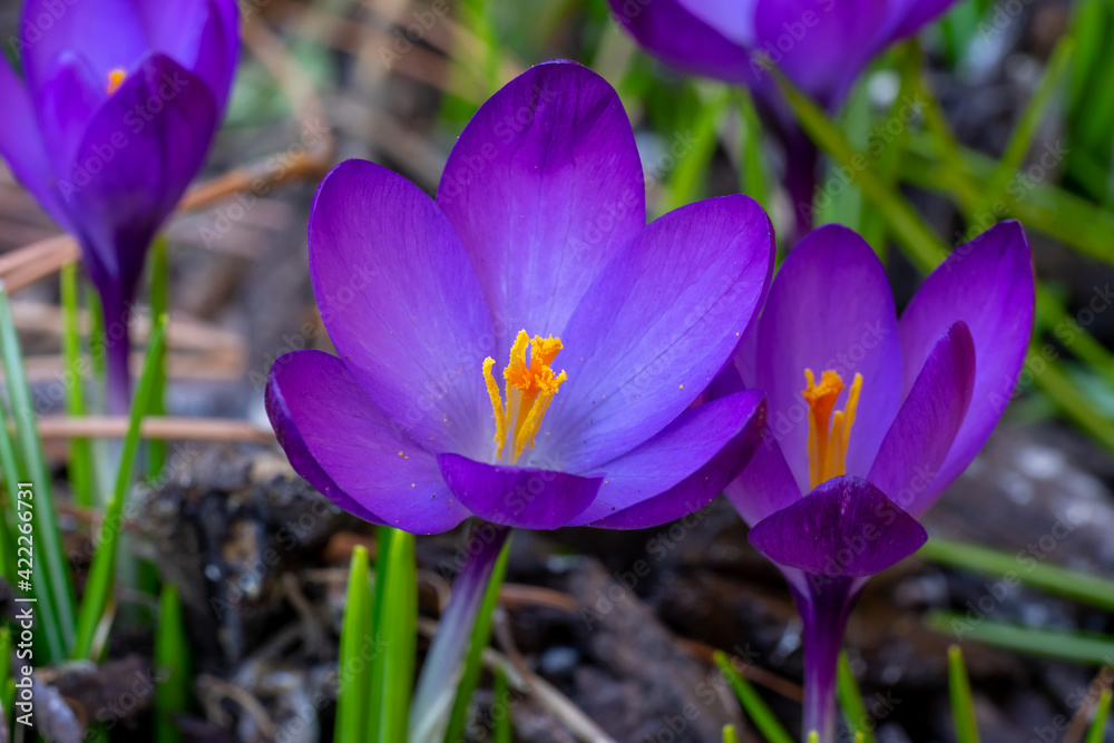 Purple crocus. Marco with selective focus. Springtime flowers. beginning a new year. Purple crocus. Marco with selective focus. Springtime flowers. beginning a new year.