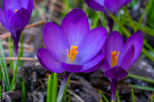 Purple crocus.  Marco with selective focus.  Springtime flowers.  beginning a new year.
