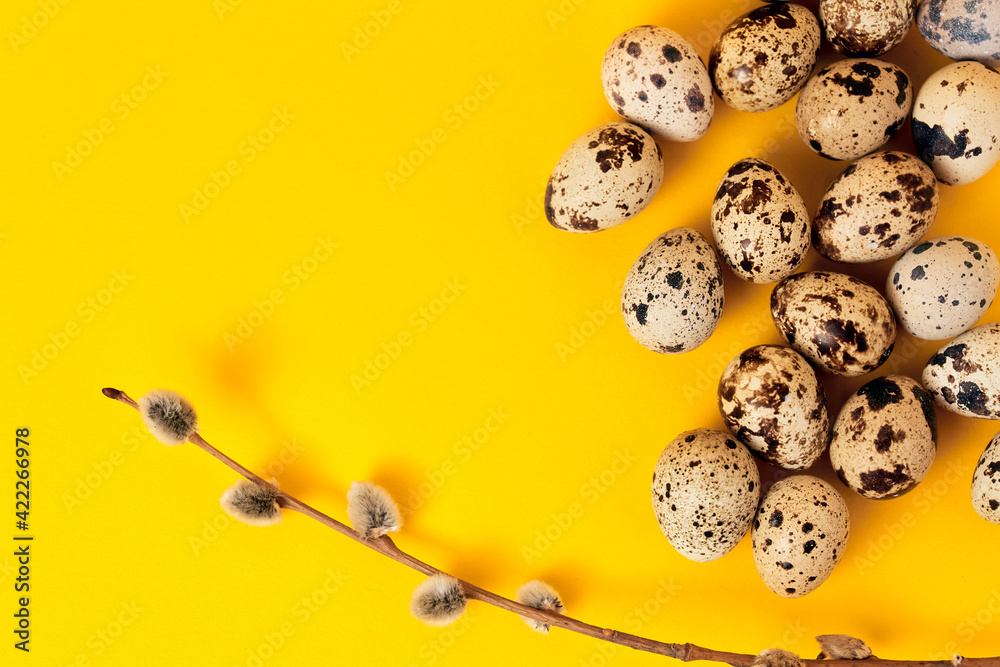 Quail eggs and pussy willow branch on yellow paper background. Copy space, empty text place. Easter greeting card. Religious layout. Springtime design. Healthy food. Farm organic production. Top view