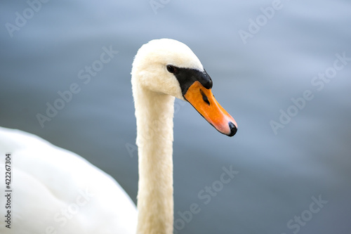 White beautiful swan swimming on lake water in summer.