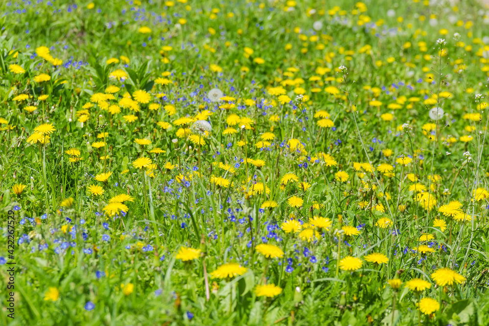 Section of meadow with dandelions and other flowers, selective focus Section of meadow with dandelions and other flowers, selective focus