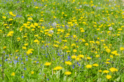 Section of meadow with dandelions and other flowers, selective focus © An-T