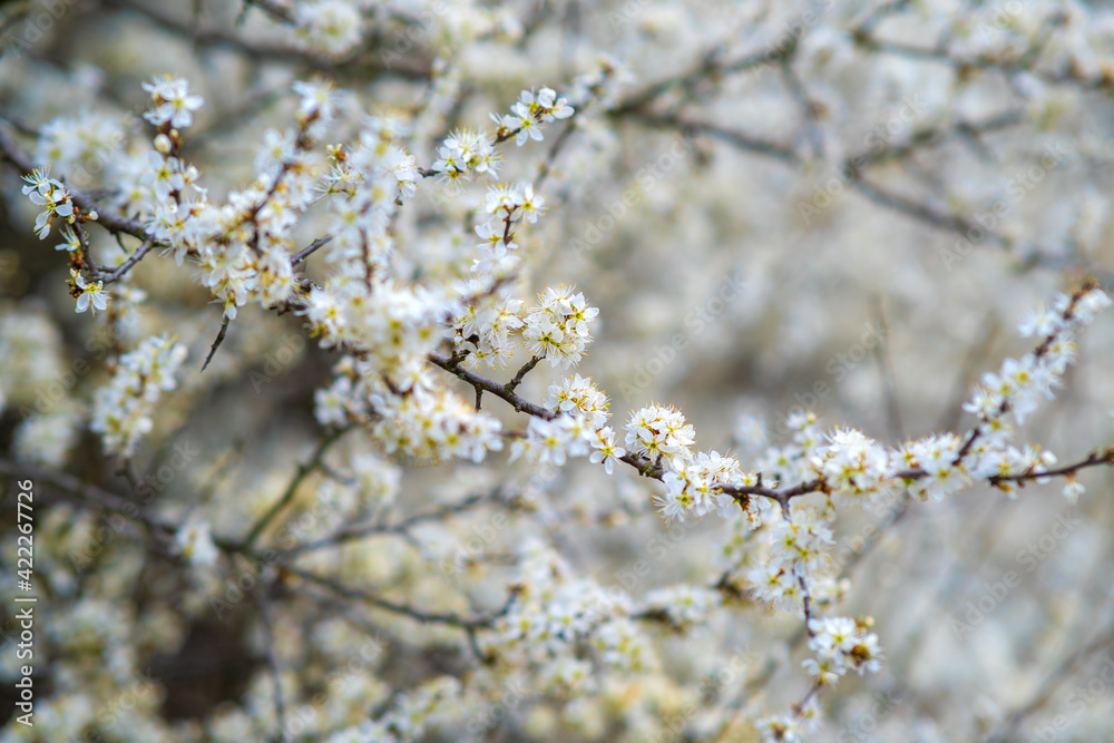 Fruit tree twigs with blooming white and pink petal flowers in spring garden. Fruit tree twigs with blooming white and pink petal flowers in spring garden.
