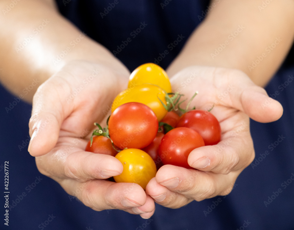 Close up of hands holding fresh tomatoes. Concept of food, vegetables and agriculture Close up of hands holding fresh tomatoes. Concept of food, vegetables and agriculture