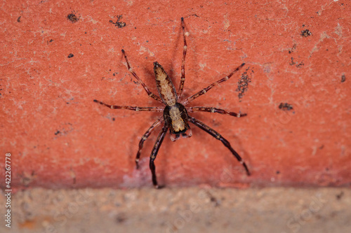 Jumping Spider (Helpis minitabunda) on a brick wall in a garden