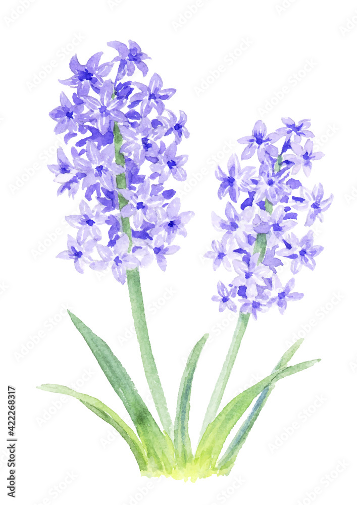 Obraz premium ヒヤシンスの水彩イラスト