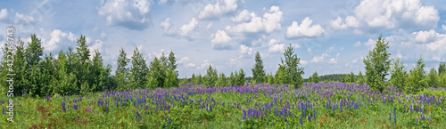 Large-leaved Lupine (Lupinus polyphyllus) in meadow, Moscow region, Russia