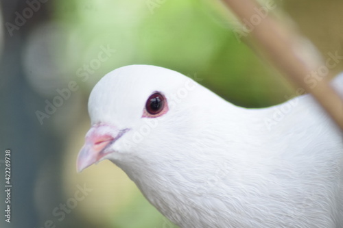 face of white pigeon © rangga