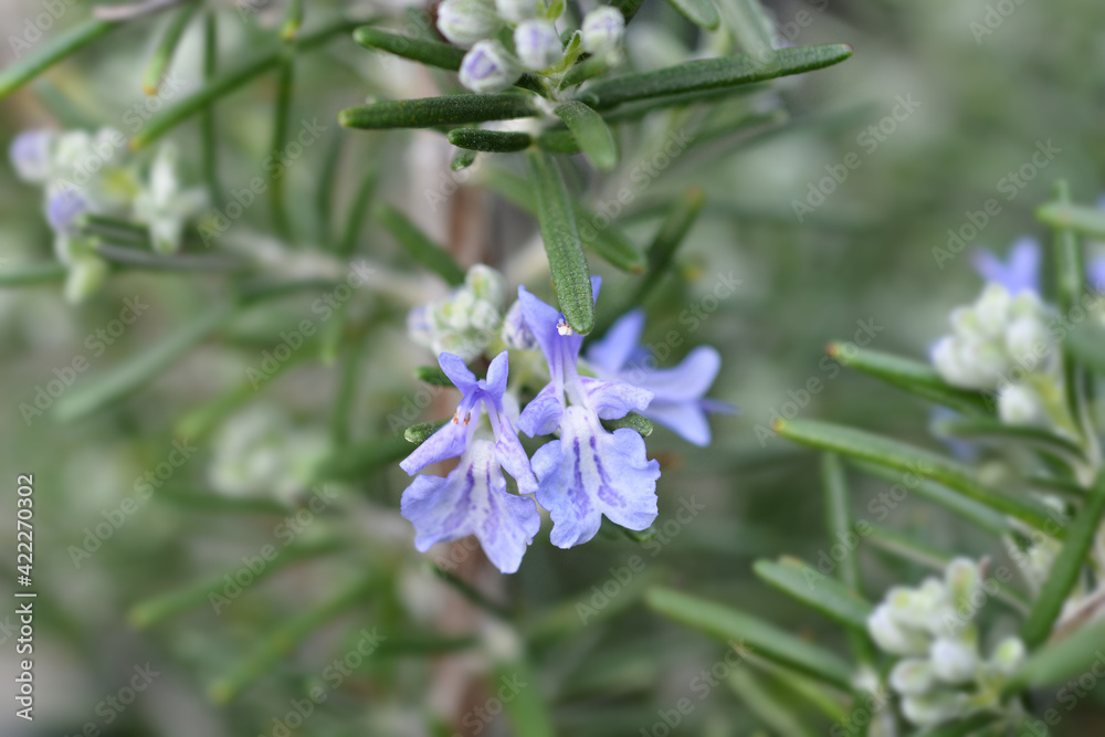 Fototapeta premium Rosemary flower