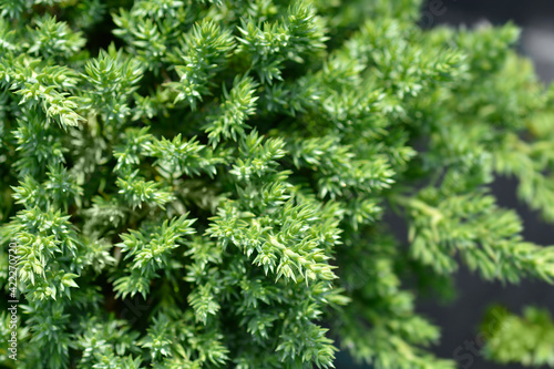 Dwarf Japanese garden juniper