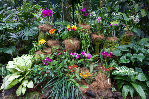 Orchids on display in Singapore Botanical Gardens photo