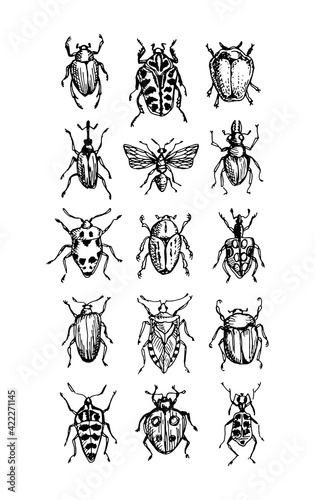 Vector set of beetles sketches, collection of popular insects and bugs, as entomology botanical illustration isolated on white 