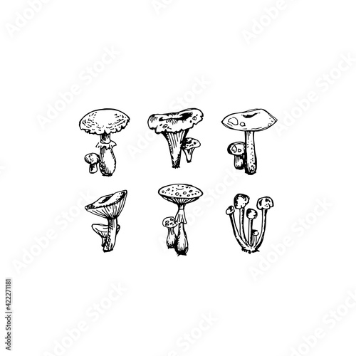 Vector set of mushroom sketches, collection of popular fungi as mycology botanical illustration isolated on white