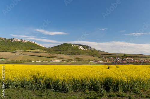 oilseed rape, Palava, Southern Moravia, Czech Republic