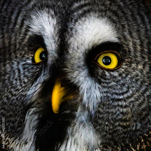 Great Gray Owl Close Up