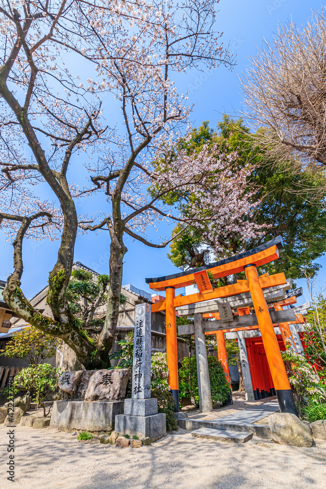 春の櫛田神社(注連掛稲荷神社)福岡県博多区 Kushida Shrine in spring Fukuoka-ken Hakata-ku 春の櫛田神社(注連掛稲荷神社)福岡県博多区 Kushida Shrine in spring Fukuoka-ken Hakata-ku
