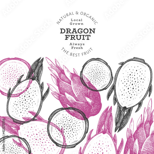 Hand drawn dragon fruit design template. Organic fresh food vector illustration. Retro pitaya fruit banner.