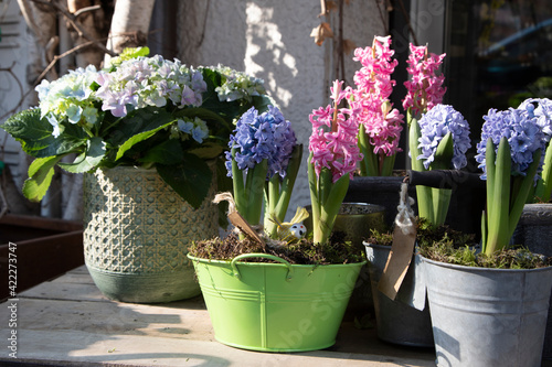 Happy spring mood flowerpots of flowering plants such as hyacinths and hydrangea gardens in a flower shop in springtime.