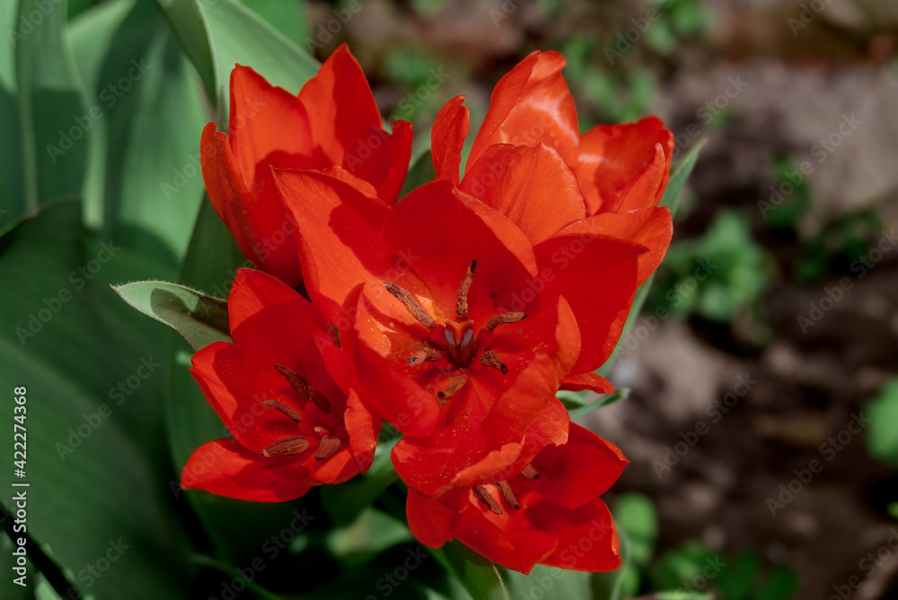 Unicum Tulip (Tulipa praestans) in garden