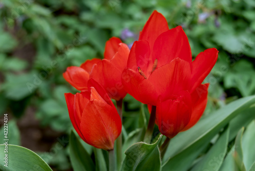 Unicum Tulip (Tulipa praestans) in garden photo