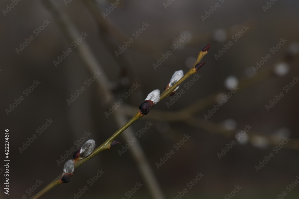 Spring. Willow branch with white fluffy buds
