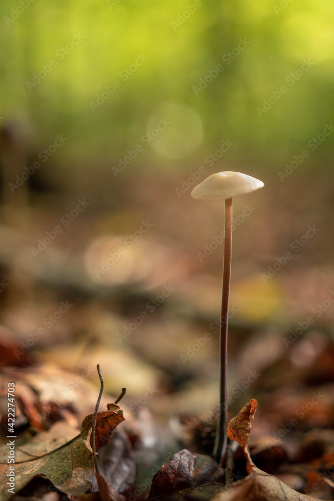 Little wild brown mushroom in deciduous forest during autumn season Little wild brown mushroom in deciduous forest during autumn season