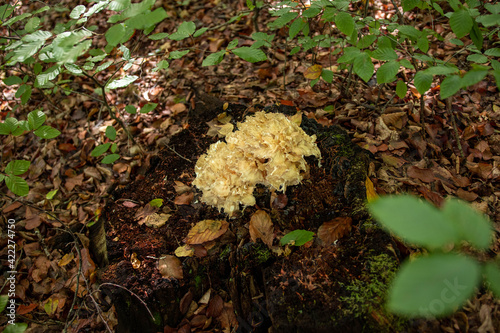 Sparassis crispa mushroom in the autumn forest  photo