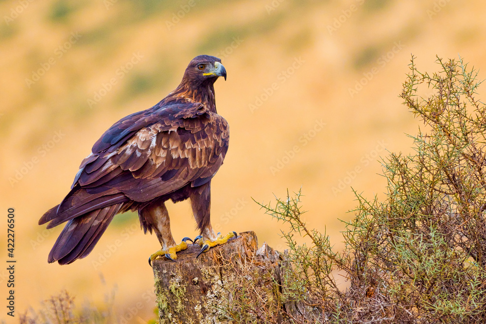 Golden Eagle, Aquila chrysaetos, Mediterranean Forest, Castile and Leon, Spain, Europe Golden Eagle, Aquila chrysaetos, Mediterranean Forest, Castile and Leon, Spain, Europe