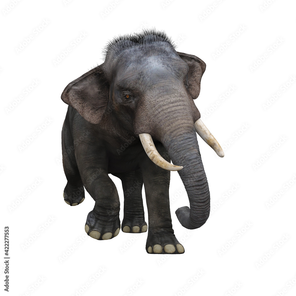 Fototapeta premium Indian elephant running towards the camera. 3D illustration.