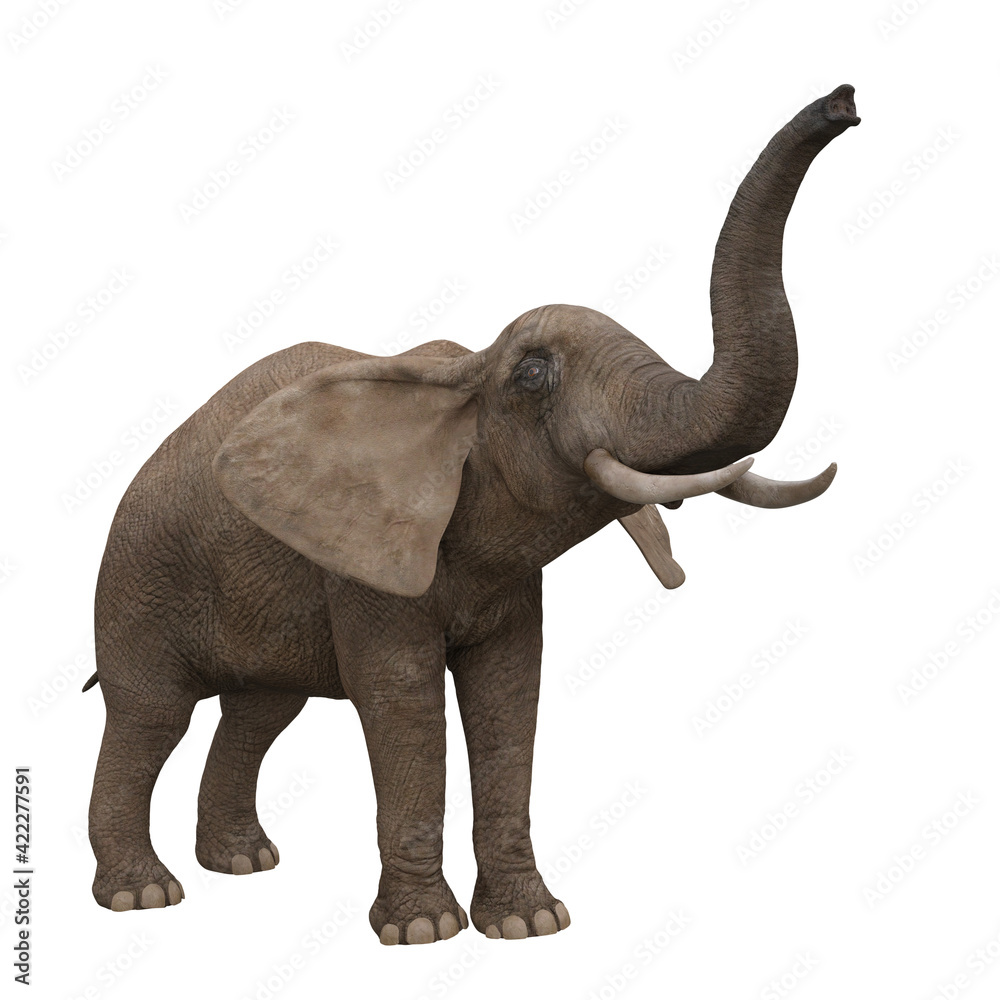African elephant reaching up with trunk. 3D illustration. African elephant reaching up with trunk. 3D illustration.