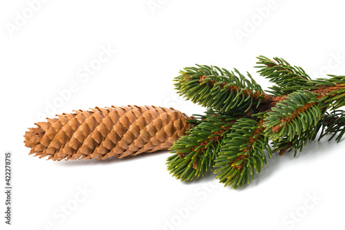 Foto Spruce branch with cone