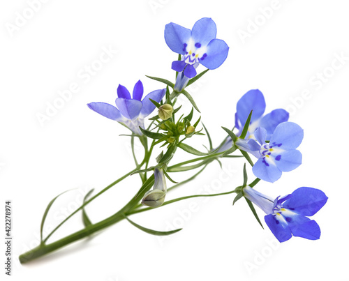 blue lobelia flowers photo