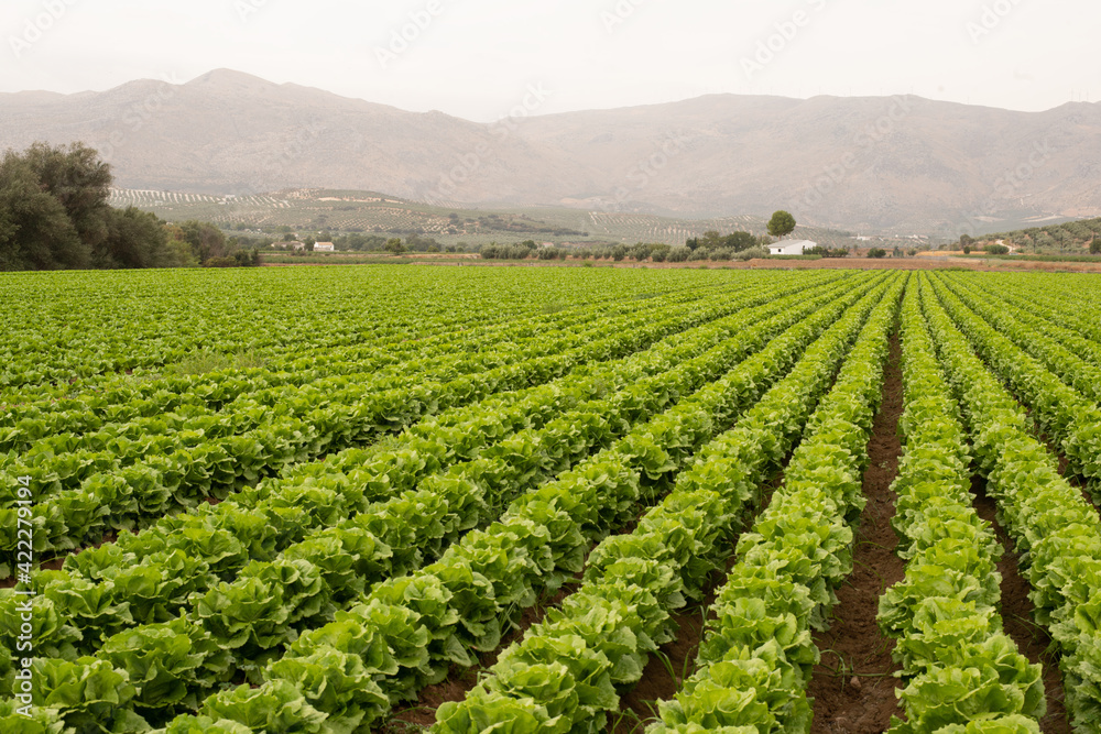Beautiful iceberg lettuce crop in completely green lines and the mountain in the background