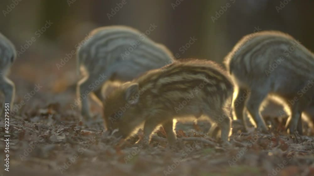 Closeup young wild boars Sus scrofa calm piggy looking for nutriment in dark wood. Wildlife tranquil scene of long furry animals. Strong nose and well smell sense to search food in omnivorous mammal. Closeup young wild boars Sus scrofa calm piggy looking for nutriment in dark wood. Wildlife tranquil scene of long furry animals. Strong nose and well smell sense to search food in omnivorous mammal.