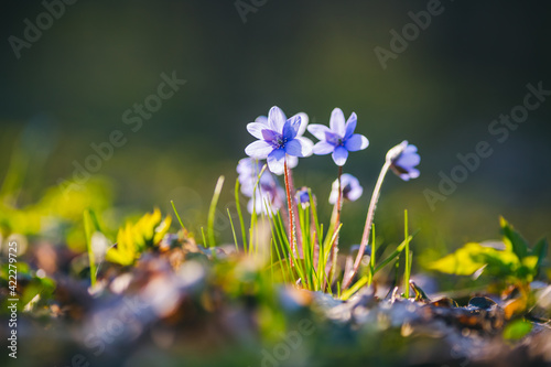 Ground level view of lovely flowers in the woods.