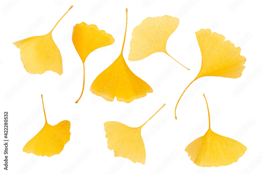 Naklejka premium Yellow-leafed gingko leaves Autumn image