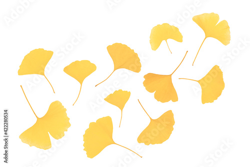 黄葉した銀杏の葉 秋のイメージ