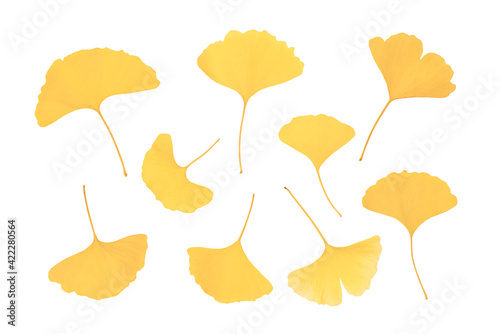 Yellow-leafed gingko leaves Autumn image