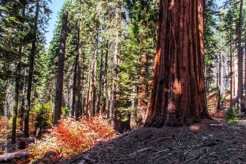 Sequoia Park in California Sequoia Park in California