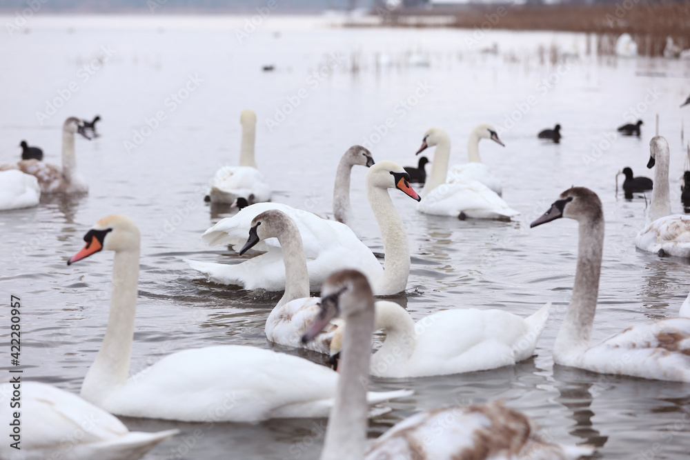 Obraz premium White swan flock in spring water. Swans in water. White swans. Beautiful white swans floating on the water. swans in search of food. selective focus